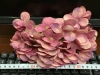 Dan Bao Mei Item Picture